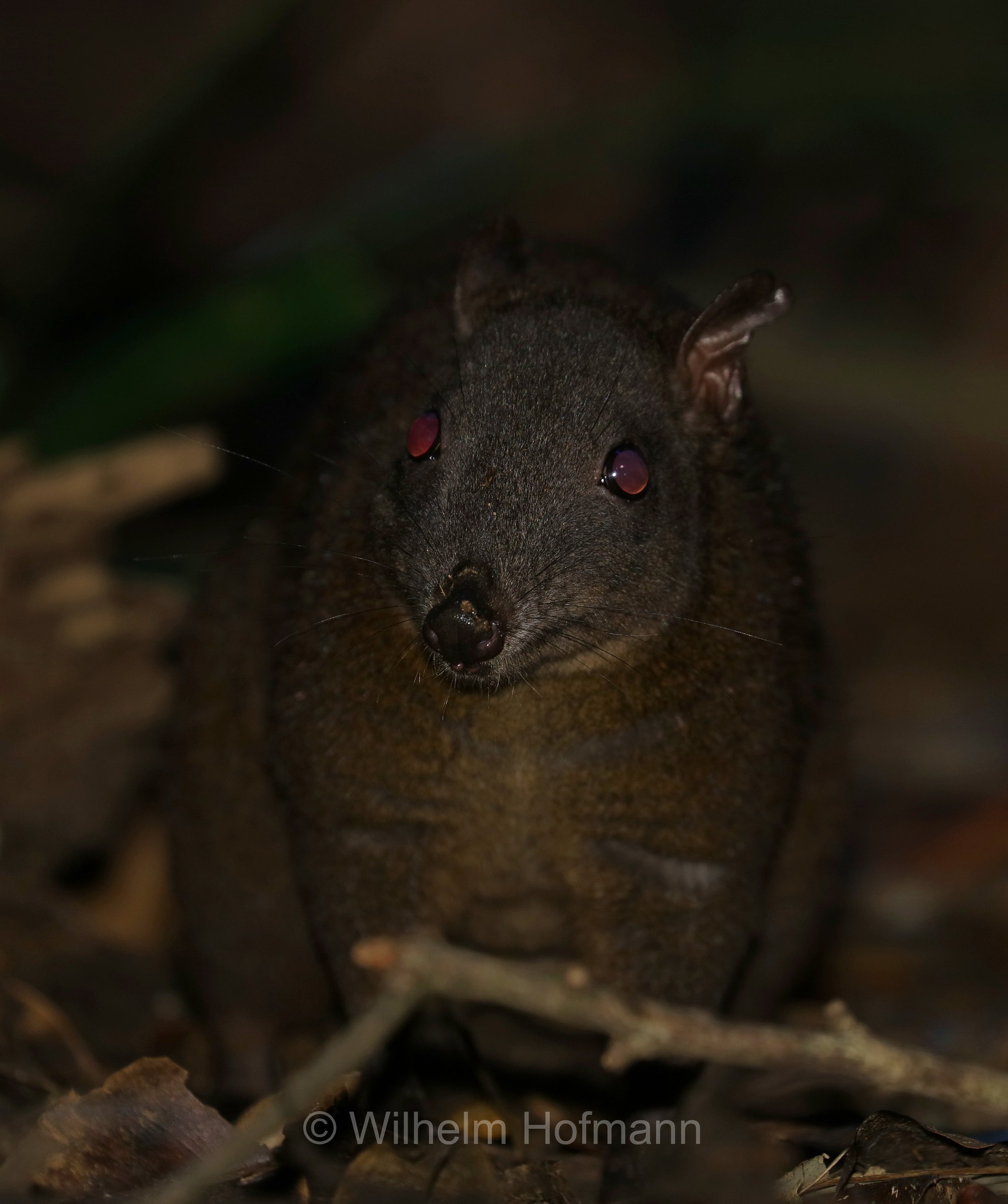 Hypsiprymnodon moschatus, musky rat-kangaroo, Moschusrattenkänguru, ratto canguro muschiato, Crater Lakes National Park, Crater-Lakes-Nationalpark, Queensland, Australia, Australien