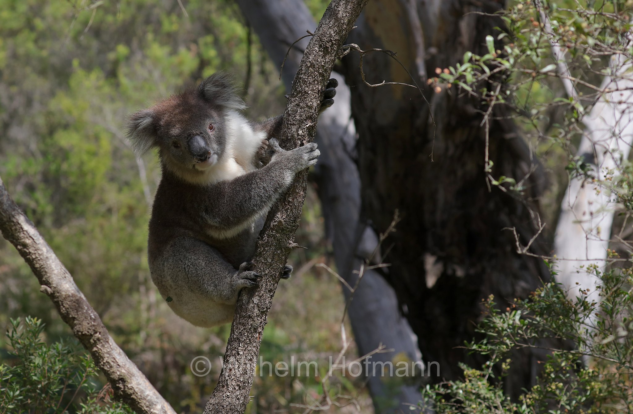 koala, Koala, Koalabär, Beutelbär, Manna Gum Drive, Great Otway National Park, Great-Otway-Nationalpark, parco nazionale Great Otway, Victoria, Australia, Australien