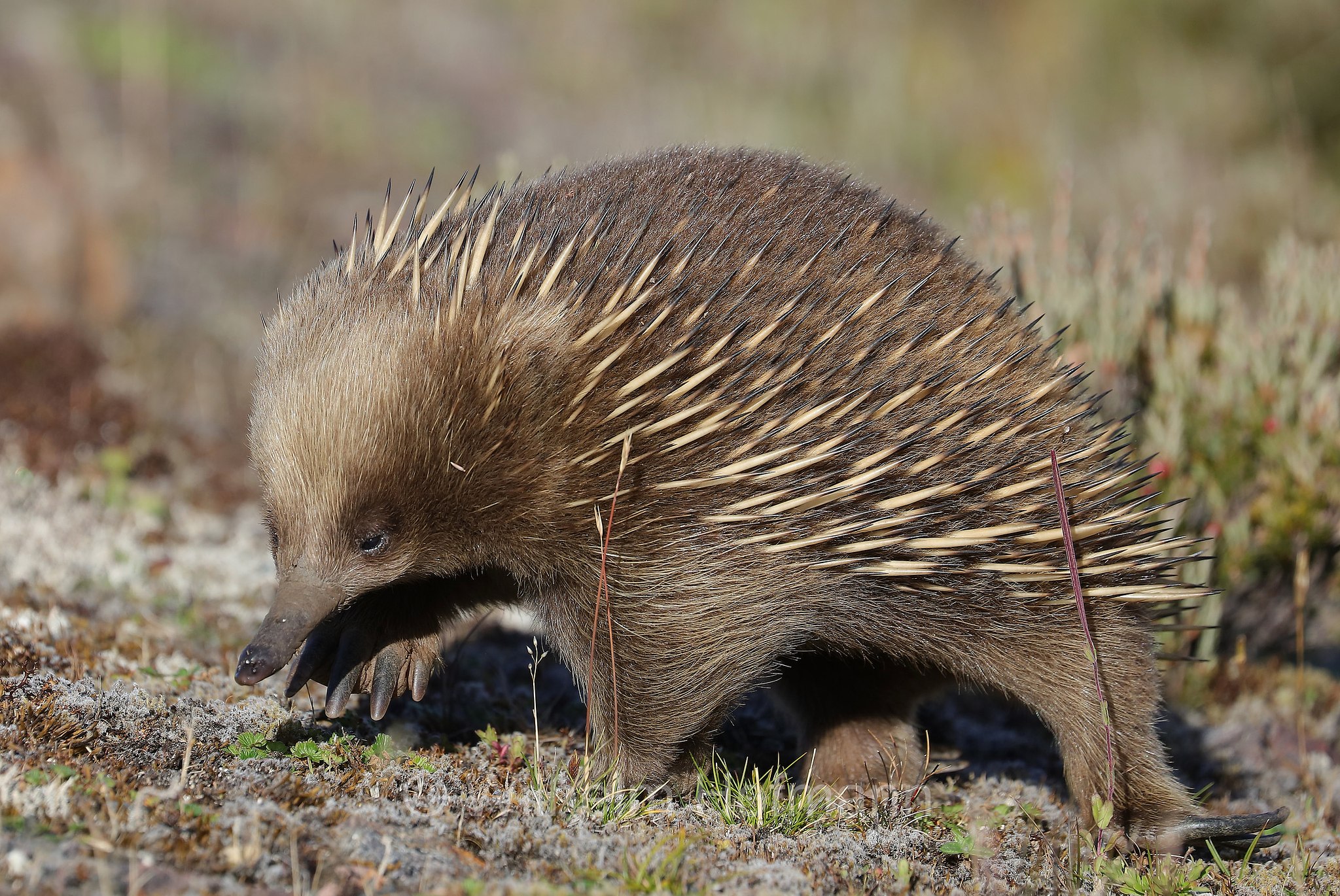 short-beaked echidna, common echidna, short-nosed echidna, Kurzschnabeligel, Kurzschnabel-Ameisenigel, echidna istrice, echidna dal becco corto, Tachyglossus aculeatus, Vale of Belvoir Conservation Area, Tasmania, Tasmanien, Australia, Australien