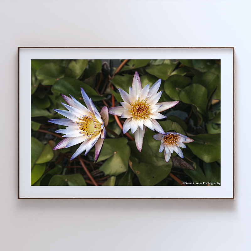 THE ONE - WILDLIFE & NATURE - "Nymphaea Angle" - LIMITED EDITION 5 of 5