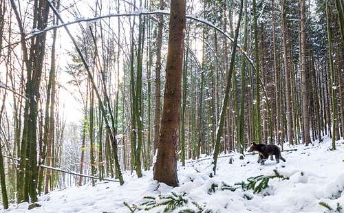 Braunbär im Schnee