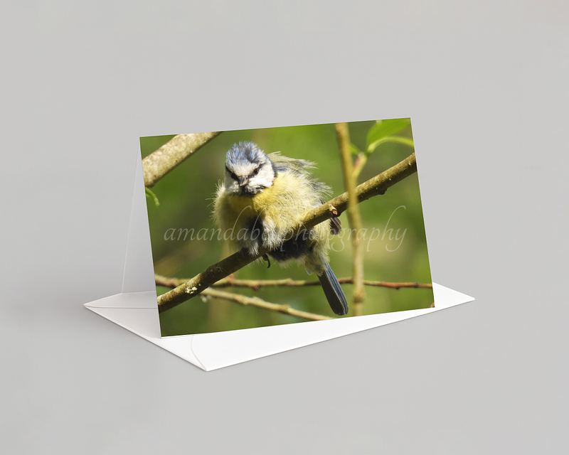 Bird Card Pack