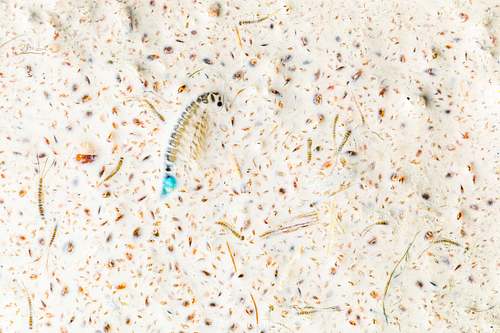 Branchipus schaefferi - Schaeffer's Brine Shrimp