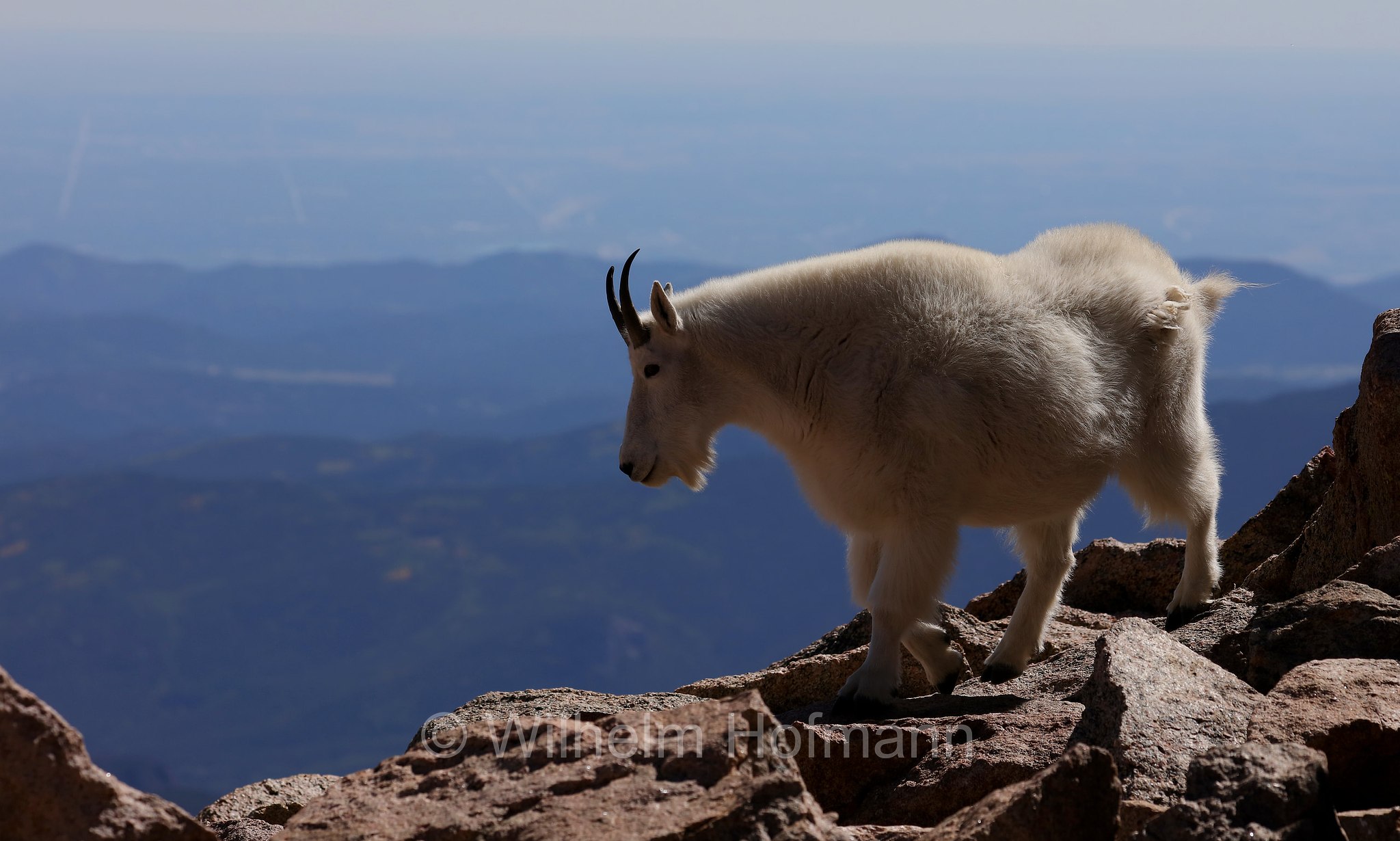 Oreamnos americanus, mountain goat, Rocky Mountain goat, Schneeziege, Bergziege, capra delle nevi, aplocero, Mount Blue Sky, Colorado, USA