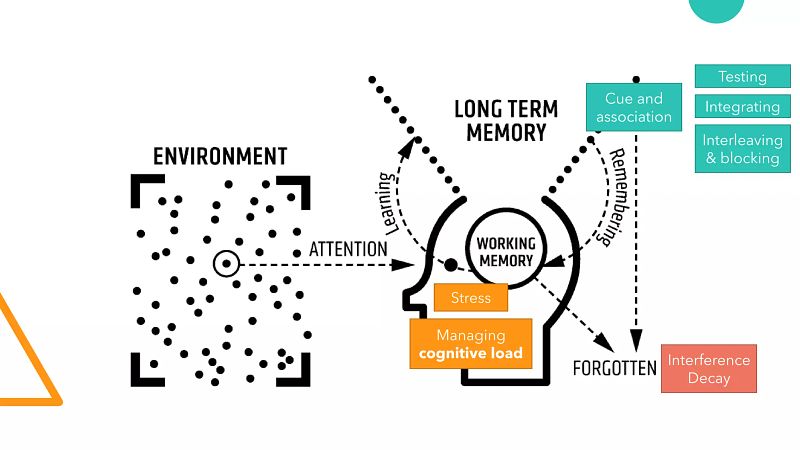 Cognitive Load and Neurodiversity (Or, Four Is The Magic Number)