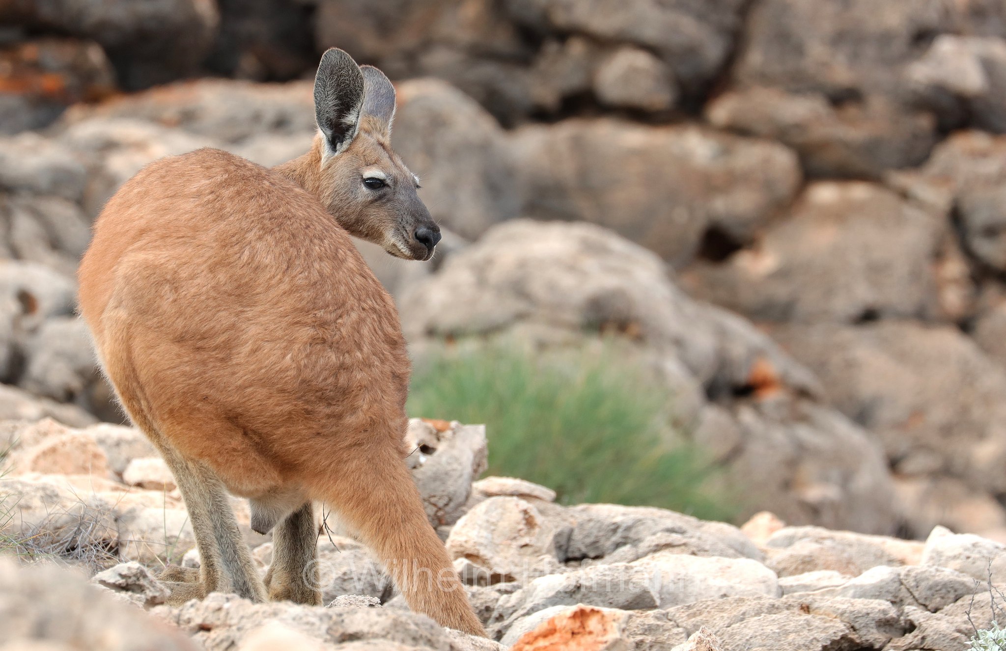 Osphranter rufus, red kangaroo, Rotes Riesenkänguru, canguro rosso, Mandu Mandu Gorge, Cape Range National Park, Cape-Range-Nationalpark, Western Australia, Westaustralien, Australia Occidentale, Australia, Australien