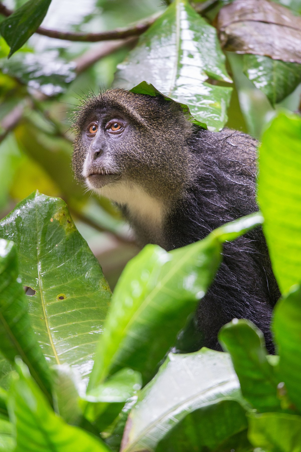Arusha-Blue-Monkey