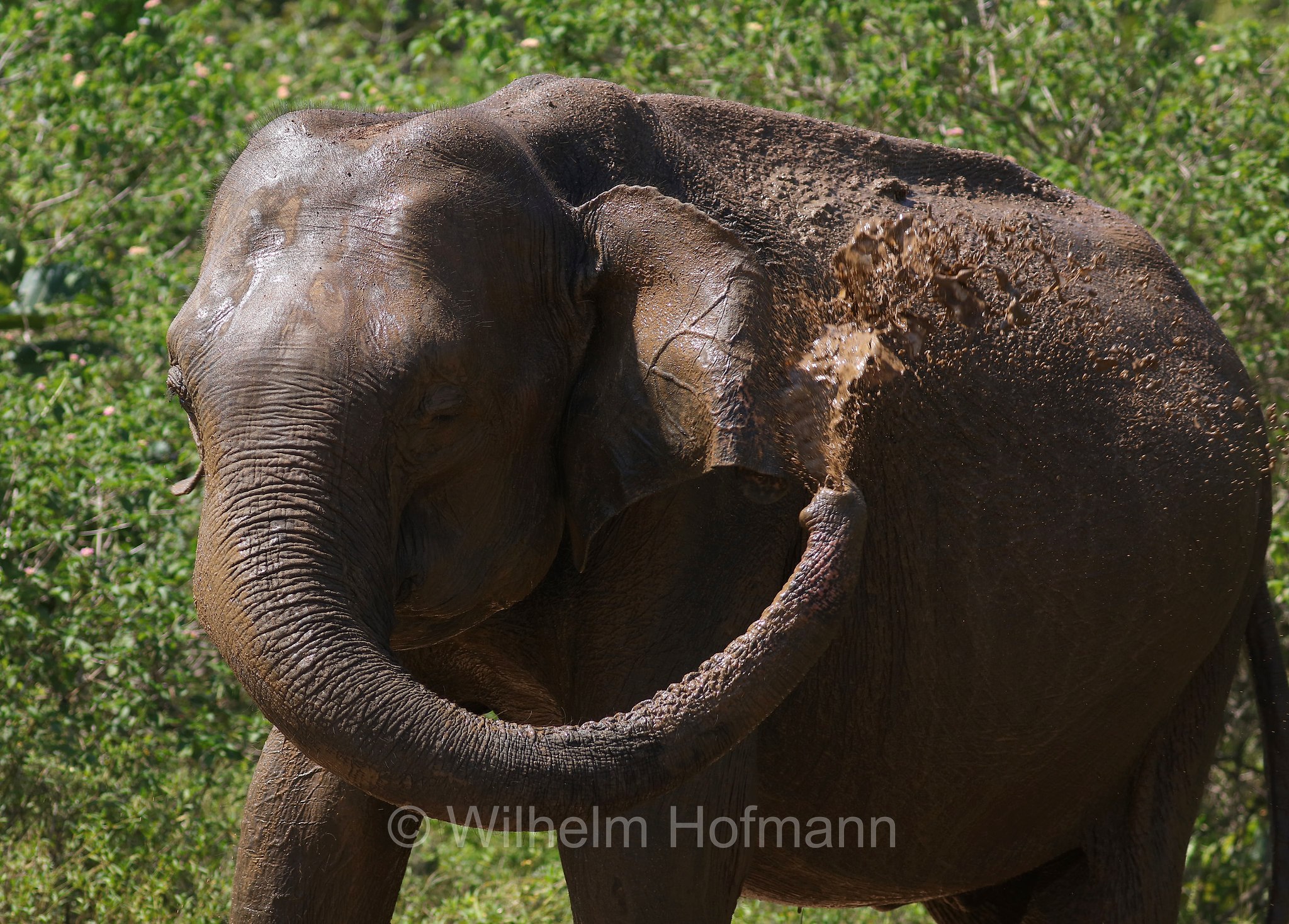 Sri Lankan elephant, Sri-Lanka-Elefant, Ceylon-Elefant, elefante dello Sri Lanka, Elephas maximus maximus, Sri Lanka, Udawalawe National Park, Udawalawe Nationalpark, Parco nazionale di Udawalawe