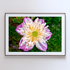 THE ONE - WILDLIFE & NATURE - "Water Lilly" - LIMITED EDITION 3 of 5
