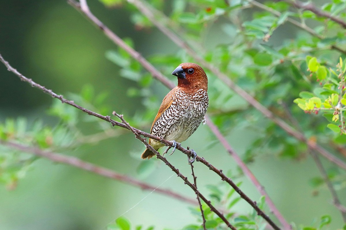 Scaly-breasted Munia