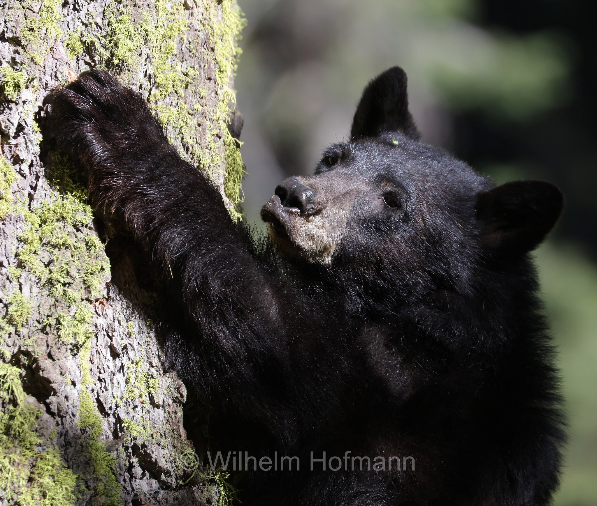 Ursus americanus, American black bear, black bear, Amerikanischer Schwarzbär, Baribal, orso nero, baribal, Crescent Meadow, Sequoia National Park, Sequoia-Nationalpark, Parco nazionale di Sequoia, California, Kalifornien, USA