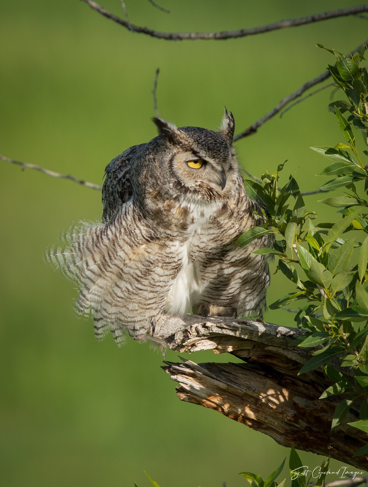 Fluffy Owl
