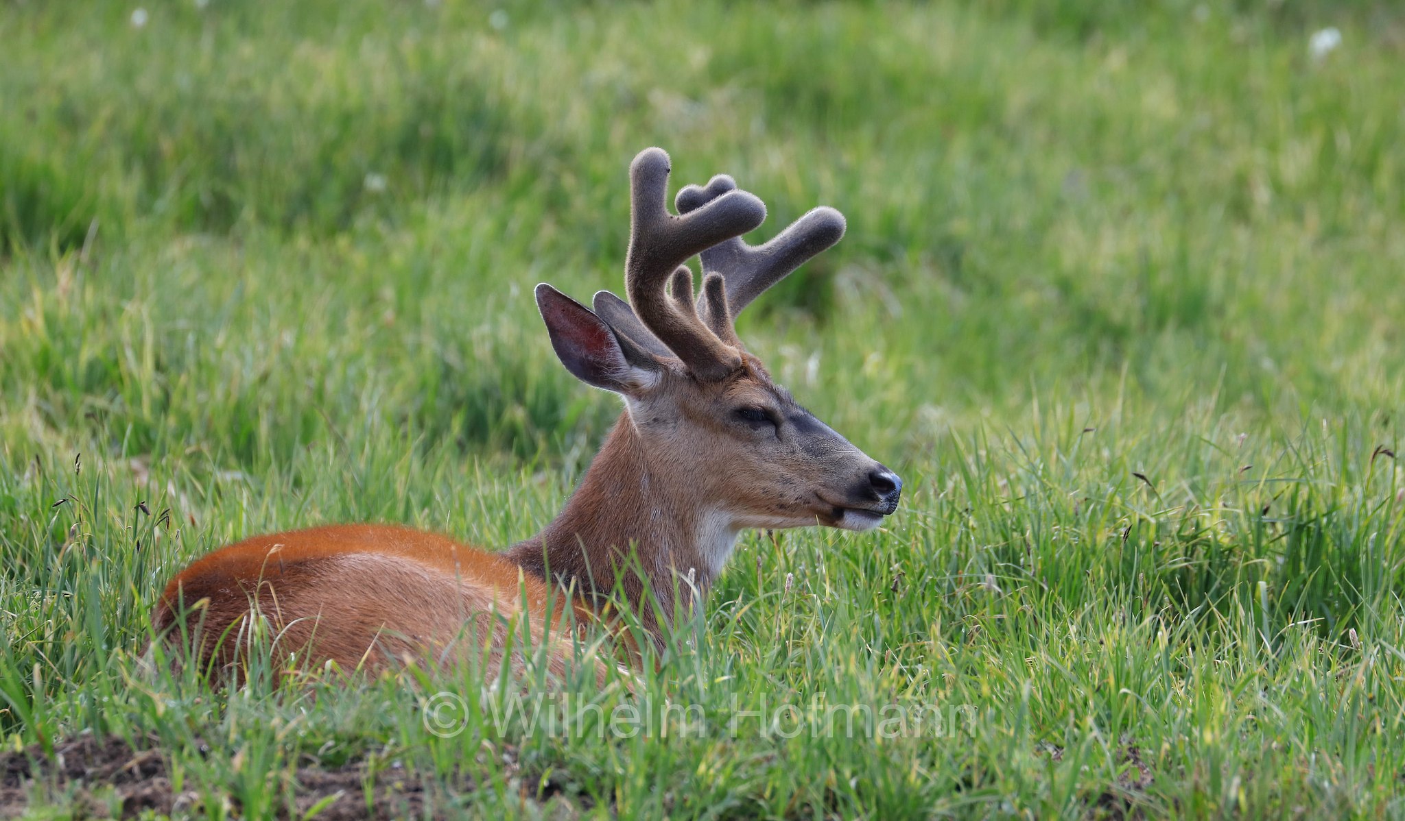 Odocoileus hemionus columbianus, Columbian black-tailed deer, Columbia-Schwarzwedelhirsch, cervo dalla coda nera, Hurricane Ridge, Olympic National Park, Olympic-Nationalpark, Olympic-Nationalpark, Washington, USA