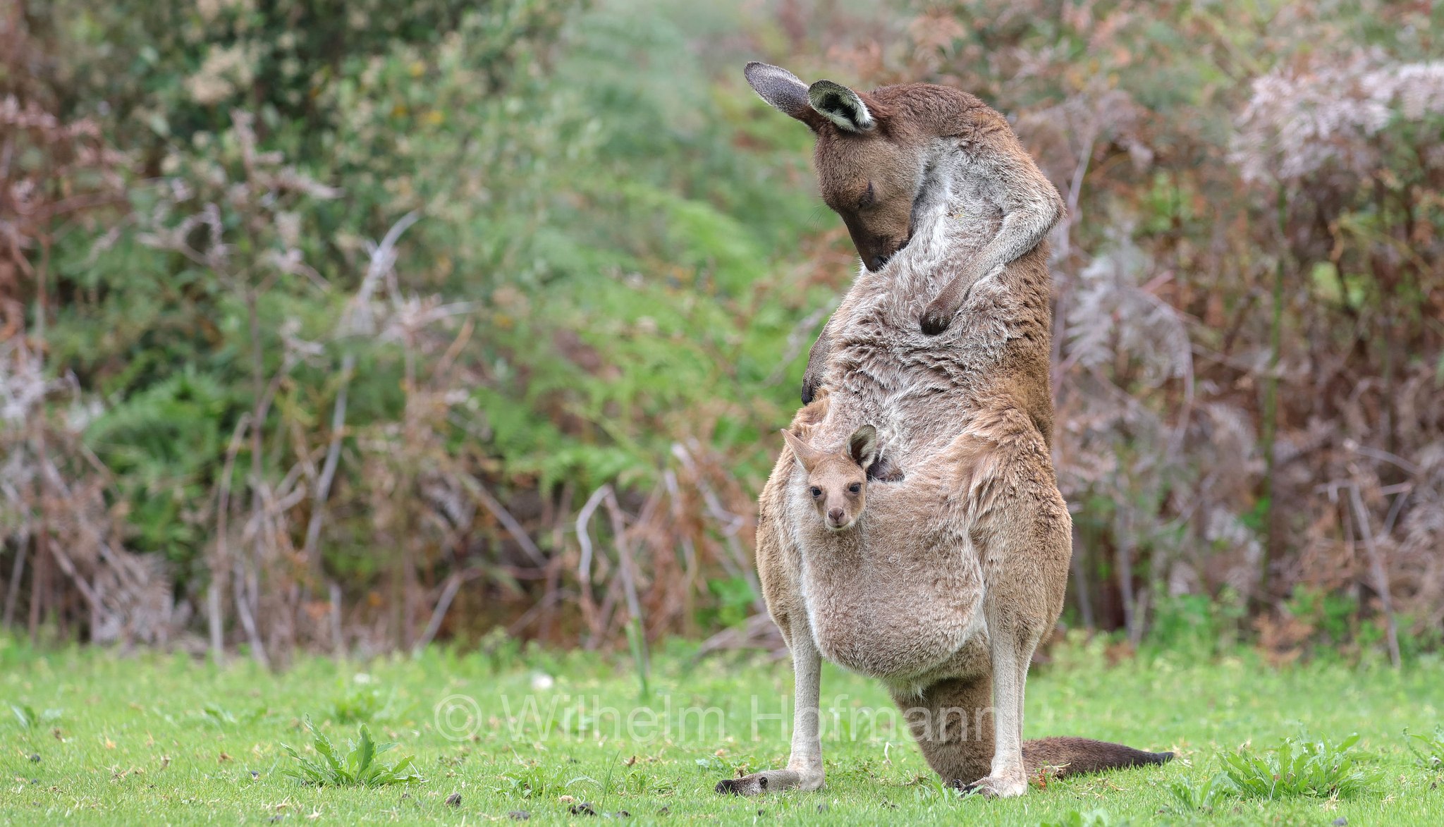 Macropus fuliginosus, western grey kangaroo, western grey giant kangaroo, black-faced kangaroo, mallee kangaroo, sooty kangaroo, Westliches Graues Riesenkänguru, canguro grigio occidentale, Yanchep National Park, Yanchep-Nationalpark, Parco Nazionale Yanchep, Western Australia, Westaustralien, Australia Occidentale, Australia, Australien