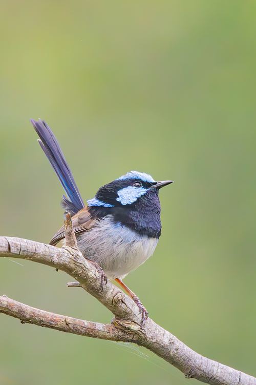Wing
