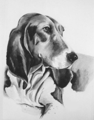 Black and white portrait of a Basset Artesien Normand with long ears and a gentle expression