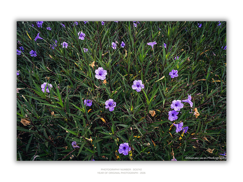 THE ONE - WILDLIFE & NATURE - "Grassland Bloom" - LIMITED EDITION 5 of 5