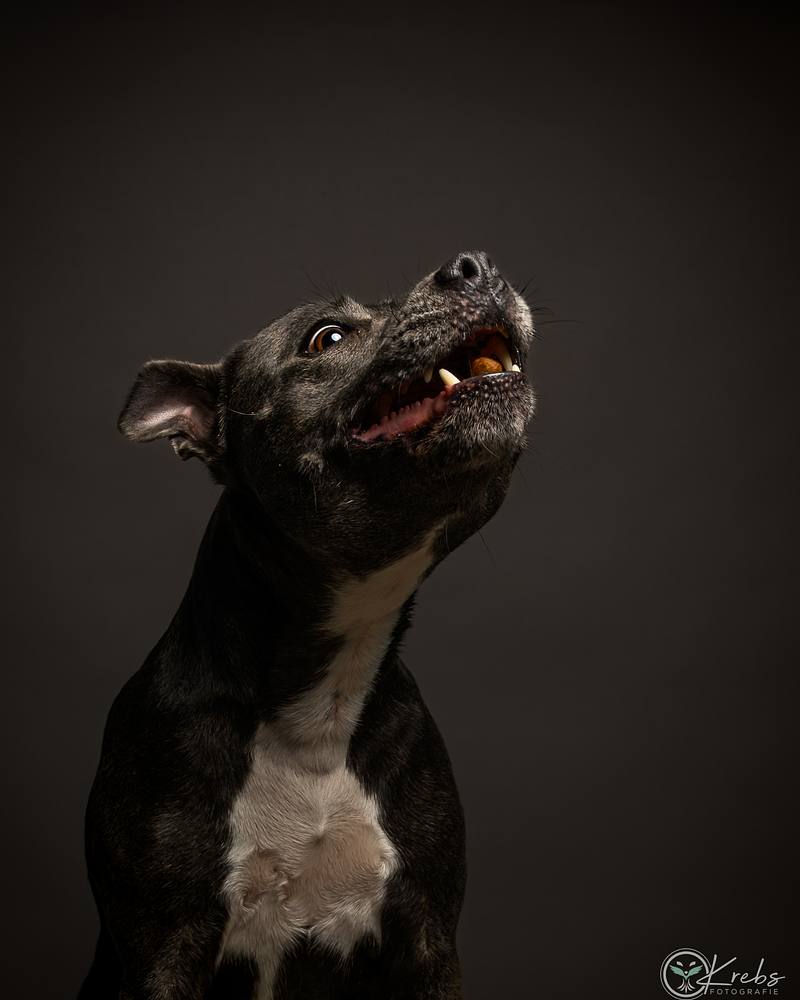 Studio (Themen) Shooting