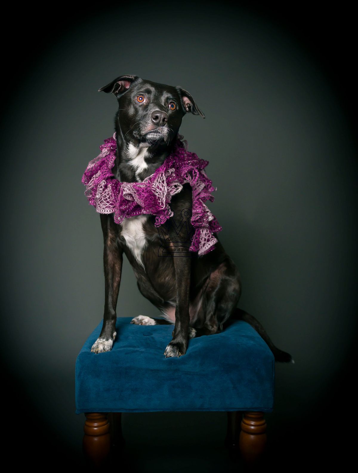 Loveland House of Paws Photography