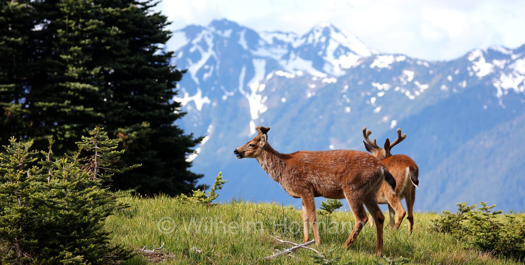 Odocoileus hemionus columbianus, Columbian black-tailed deer, Columbia-Schwarzwedelhirsch, cervo dalla coda nera, Hurricane Ridge, Olympic National Park, Olympic-Nationalpark, Olympic-Nationalpark, Washington, USA