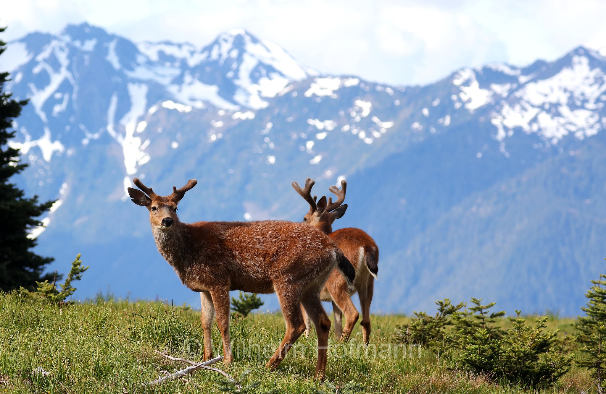 Odocoileus hemionus columbianus, Columbian black-tailed deer, Columbia-Schwarzwedelhirsch, cervo dalla coda nera, Hurricane Ridge, Olympic National Park, Olympic-Nationalpark, Olympic-Nationalpark, Washington, USA