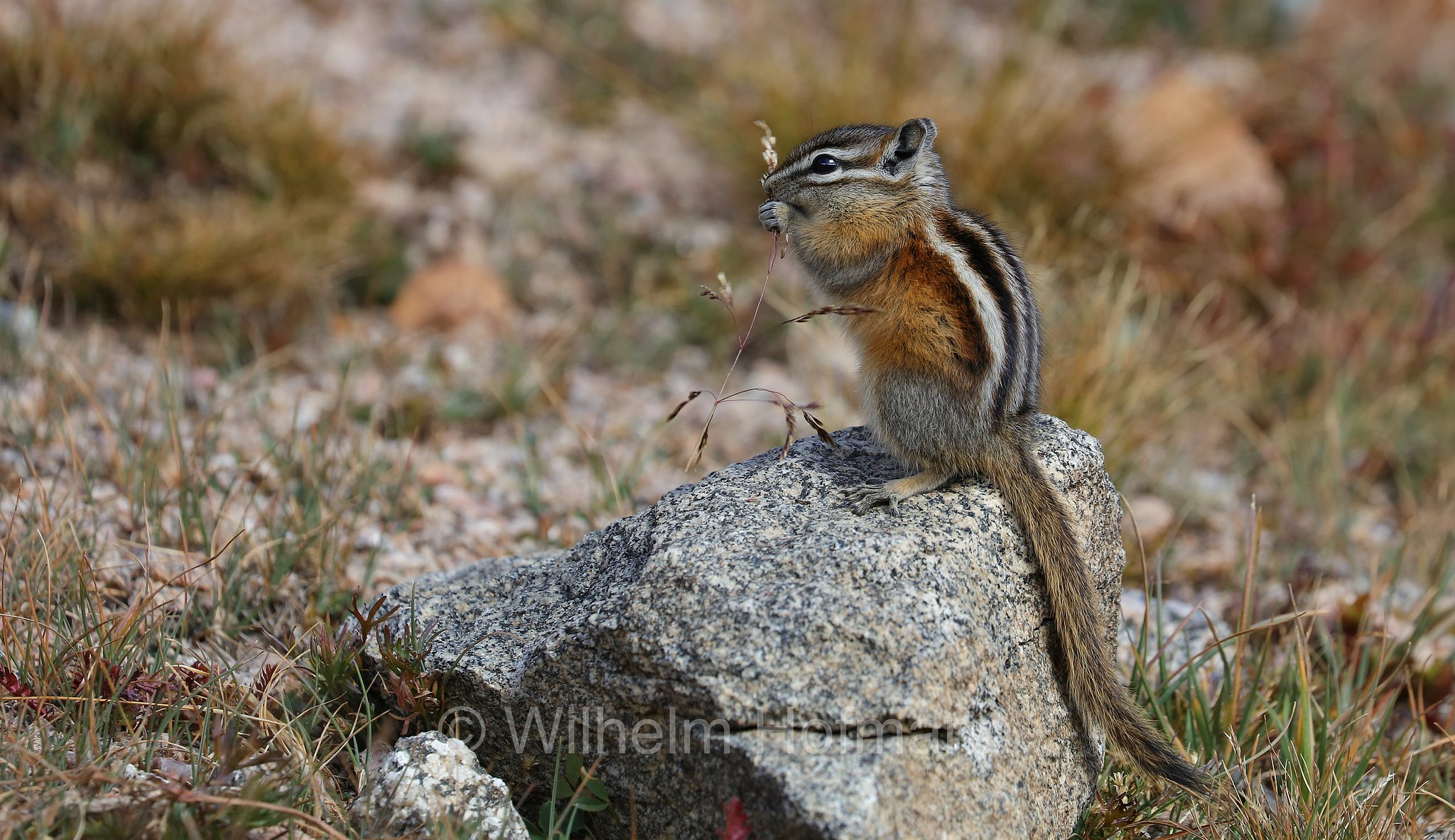 Neotamias minimus, Tamias minimus, Least Chipmunk, Kleines Streifenhörnchen, tamia minore, chipmunk nano, Summit Lake, Summit Lake Park, Colorado, USA