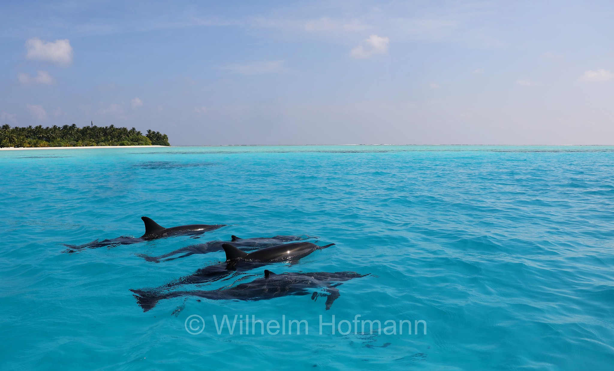 Spinner Dolphin, Spinnerdelfin, Ostpazifische Delfin, stenella dal lungo rostro, Stenella longirostris, Maldives, Malediven, Maldive, Fihalhohi Island Resort