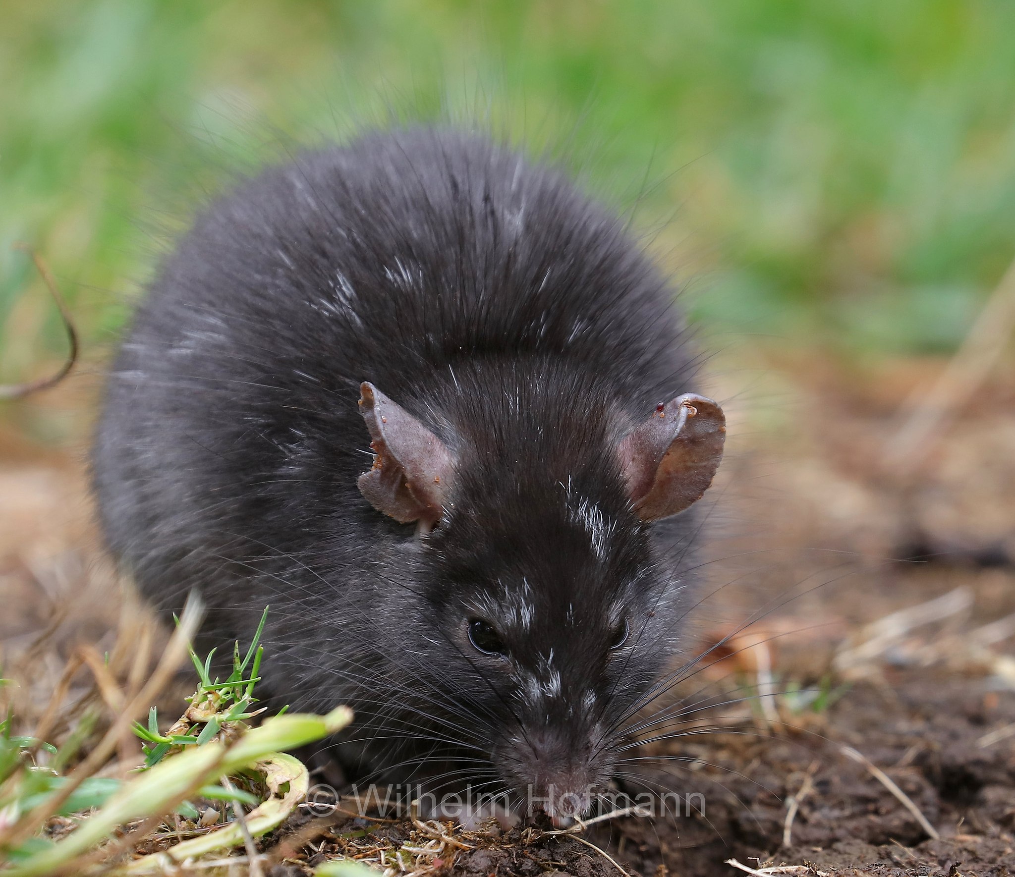 black rat, roof rat, ship rat, house rat, Hausratte, Dachratte, Schiffsratte, ratto nero, ratto comune, Rattus rattus, Tasmanian Arboretum, Tasmania, Tasmanien, Australia, Australien