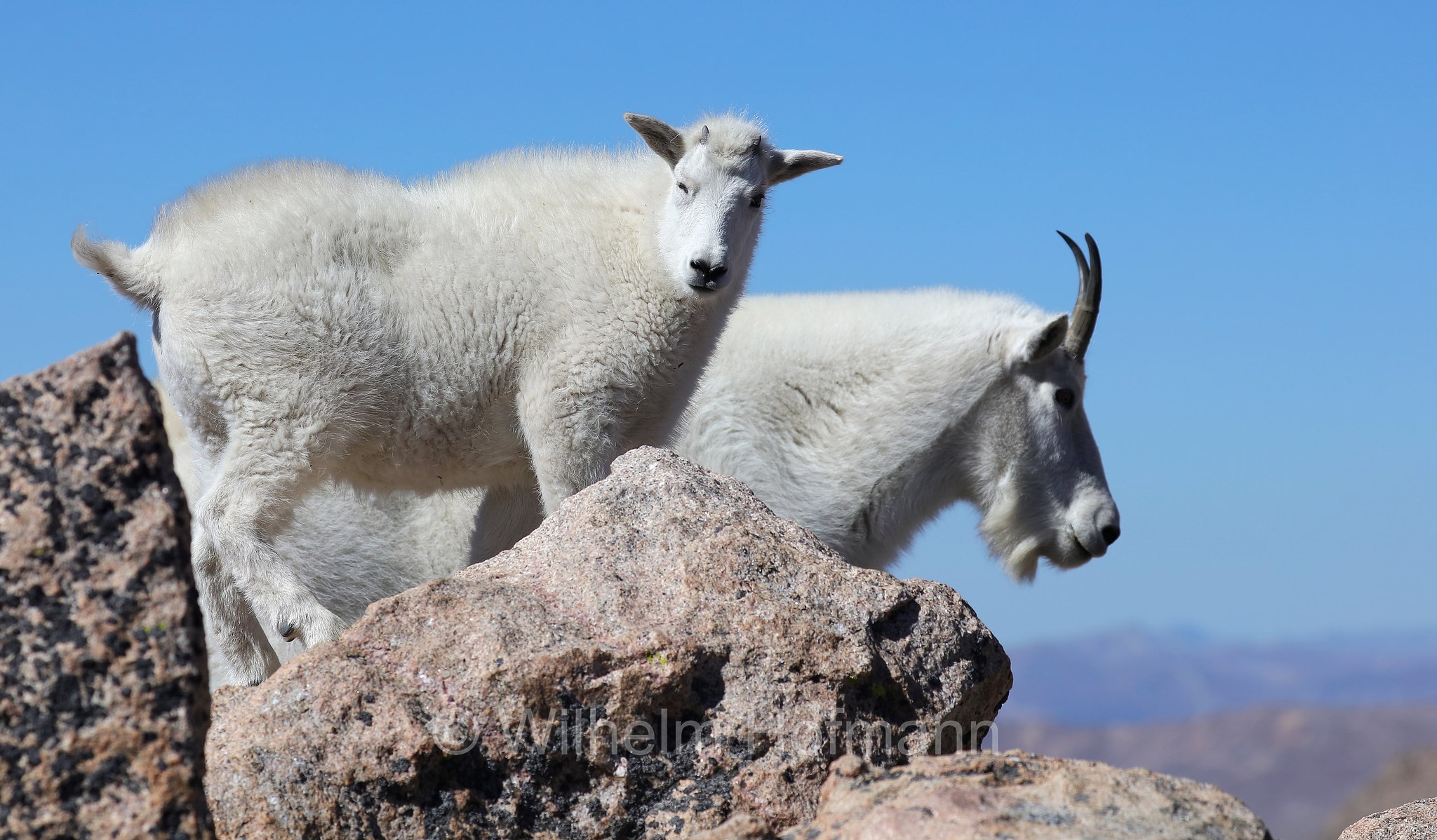 Oreamnos americanus, mountain goat, Rocky Mountain goat, Schneeziege, Bergziege, capra delle nevi, aplocero, Mount Blue Sky, Colorado, USA