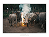 COLLECTION - GIANTS OF THE LAND HORIZONTAL - "Around the Fire" - LIMITED EDITION 10 of 10