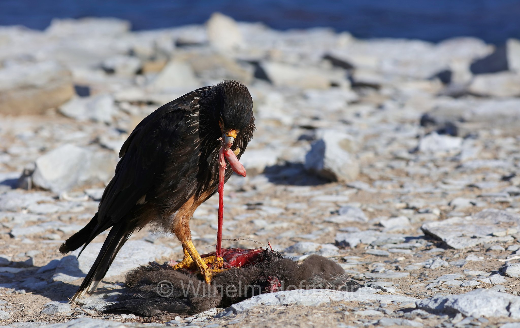 striated caracara, Forster's caracara, Johnny Rook, Falklandkarakara, caracara striato, Daptrius australis, Phalcoboenus australis, Sealion Island, Sea Lion Island, Isla de los Leones Marinos, Falkland Islands, Falklandinseln, Isole Falkland