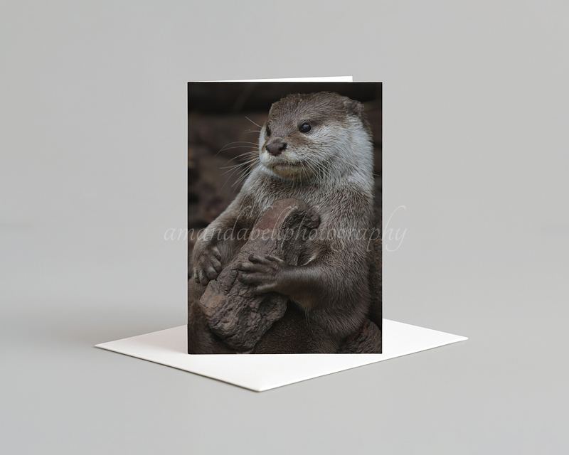 Otter Card Pack