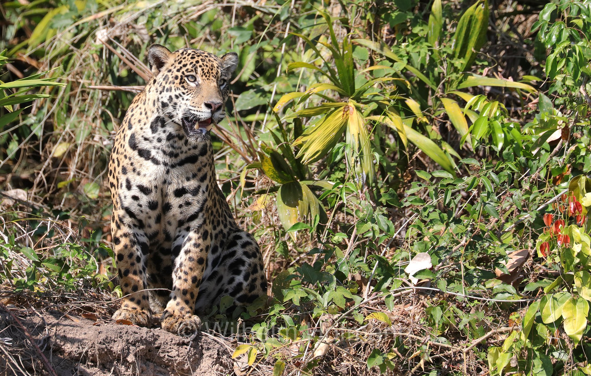 Jaguar, ﻿giaguaro, Panthera onca, Parque Estadual Encontro das Águas, Pantanal, Mato Grosso, Brazil, Brasil, Brasile, Brasilien