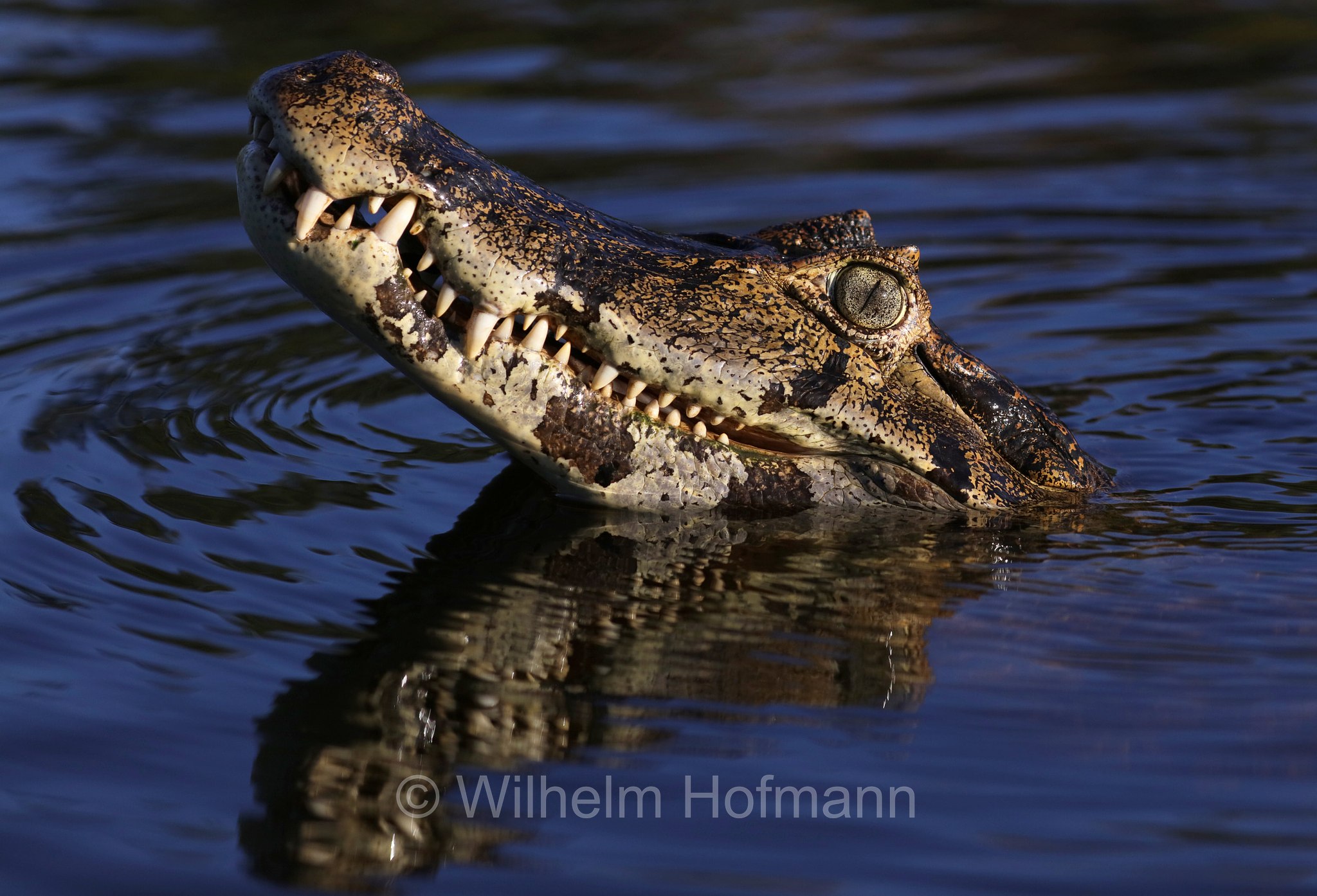 yacare caiman, jacare caiman, Paraguayan caiman, piranha caiman, red caiman, southern spectacled caiman, Brillenkaiman, caimano jacarè, Caiman yacare, Pantanal, Mato Grosso, Brazil, Brasil, Brasile, Brasilien
