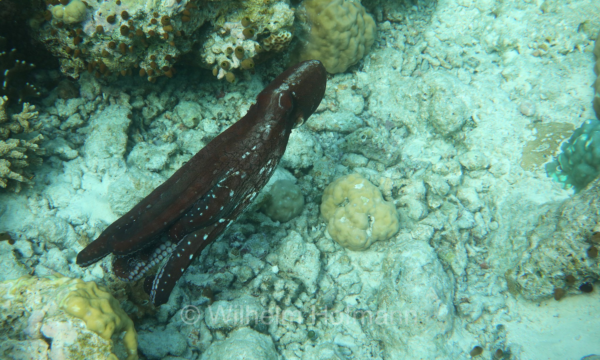 common octopus, Gewöhnliche Krake, Gemeiner Krake, Oktopus, polpo comune, polpo di scoglio, Octopus vulgaris, Malediven, Maldives, Maledive, fihalhohi island resort