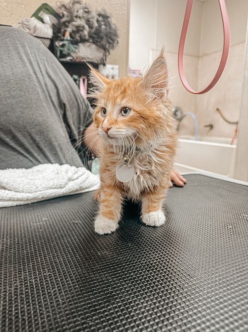 Cat Grooming