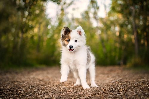 For dogs who don&rsquo;t do &ldquo;sit still and be perfect.&rdquo;