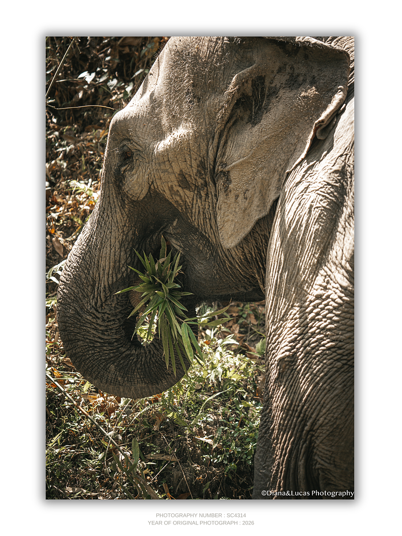 COLLECTION - GIANTS OF THE LAND VERTICAL - "Fresh Pick" - LIMITED EDITION 10 of 10