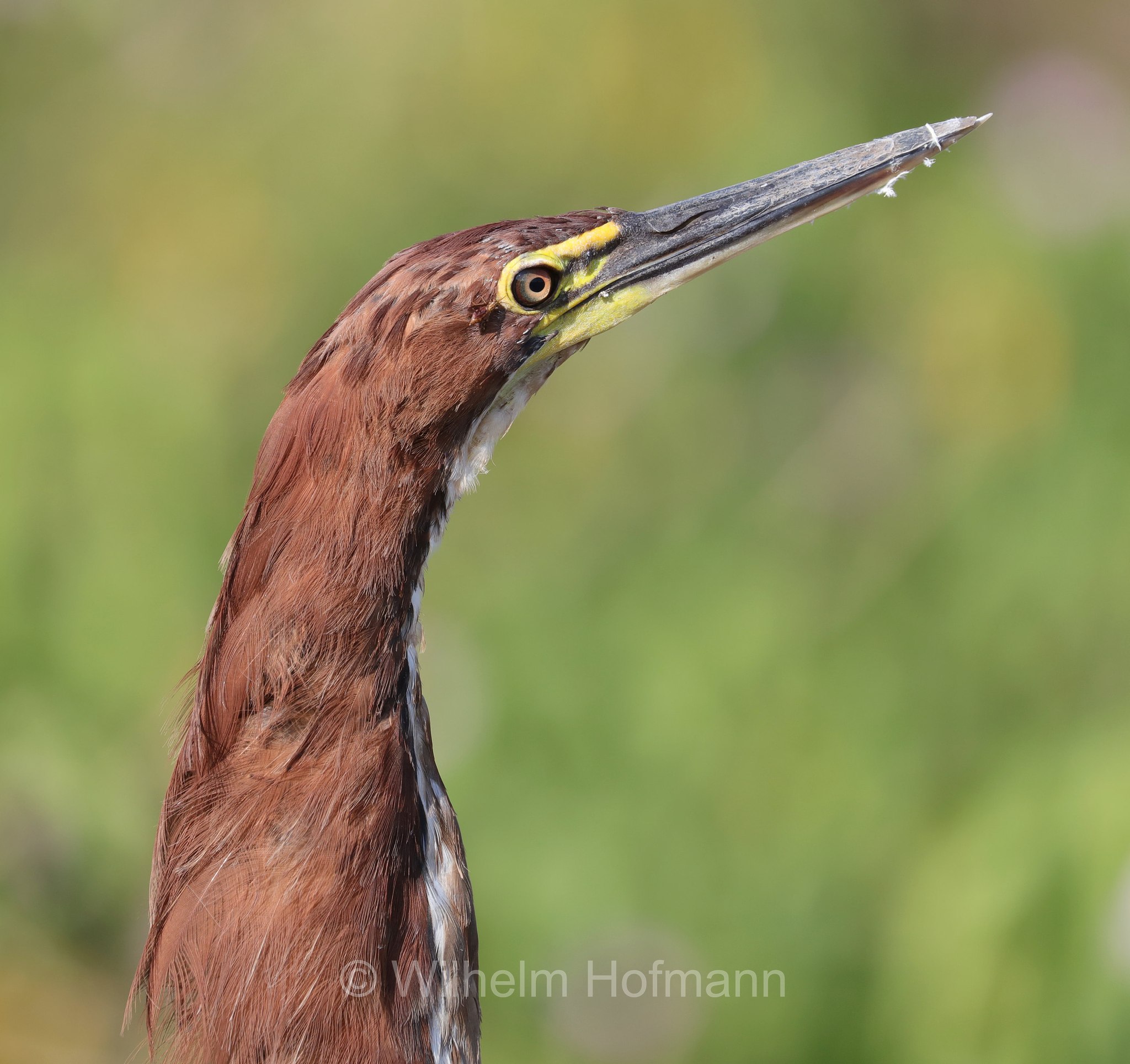 rufescent tiger heron, Marmorreiher, airone tigrato rossiccio, Tigrisoma lineatum, Pantanal, Mato Grosso, Brazil, Brasil, Brasile, Brasilien