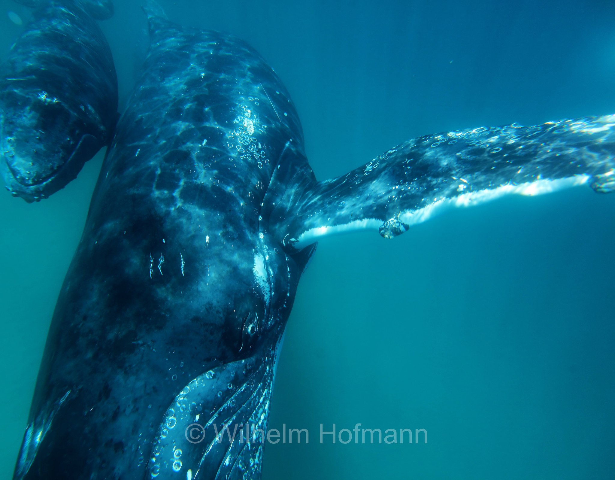 Humpback Whale, Buckelwal, megattera, Megaptera novaeangliae, Ningaloo Coast, Ningaloo Marine Park, Ningaloo Commonwealth Marine Reserve, Costa di Ningaloo, Western Australia, Westaustralien, Australia Occidentale, Australia, Australien