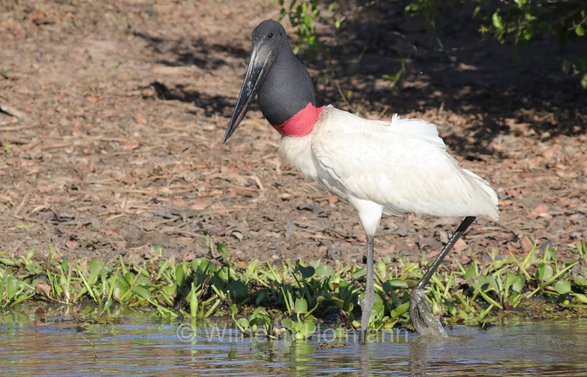 jabiru, jaburu, tuiuiú, tuim-de-papo vermelho, cauauá, Jabiru mycteria, Pantanal, Mato Grosso, Brazil, Brasil, Brasile, Brasilien, Rio Sararé