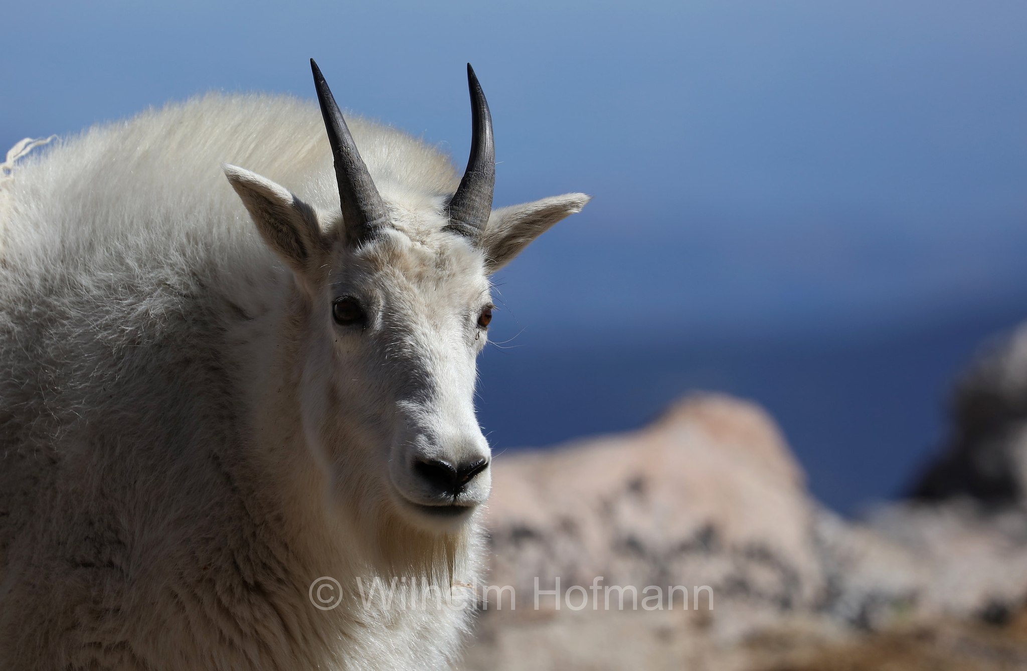 Oreamnos americanus, mountain goat, Rocky Mountain goat, Schneeziege, Bergziege, capra delle nevi, aplocero, Mount Blue Sky, Colorado, USA