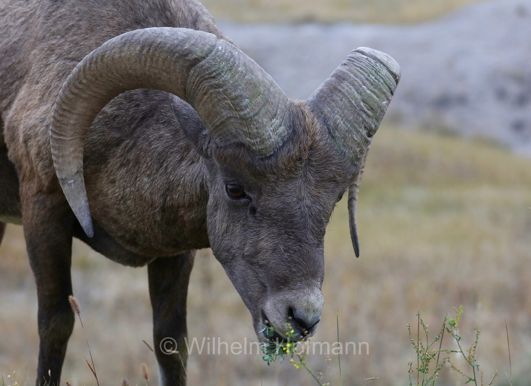 Ovis canadensis canadensis, Rocky Mountain bighorn sheep, Rocky-Mountains-Dickhornschaf, bighorn delle Montagne Rocciose, Ancient Hunters Overlook, Badlands National Park, Badlands-Nationalpark, parco nazionale delle Badlands, South Dakota, Dakota del Sud, USA