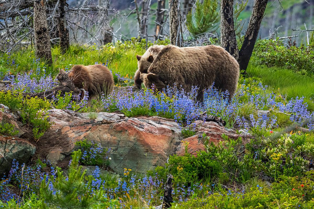 Mother Grizzly Bear and Cus &ndash; Glacier National Park