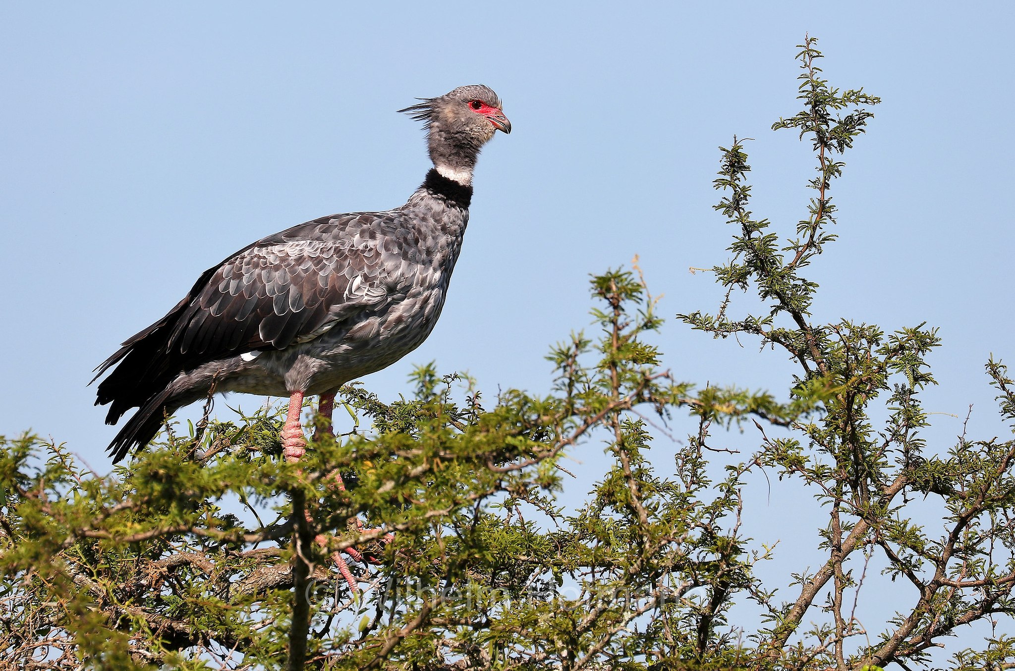 southern screamer, Halsband-Wehrvogel, Tschaja, kamichi meridionale, kamichi crestato, Chauna torquata, Iberá Wetlands, Esteros del Iberá, Corrientes, Argentina, Argentinien