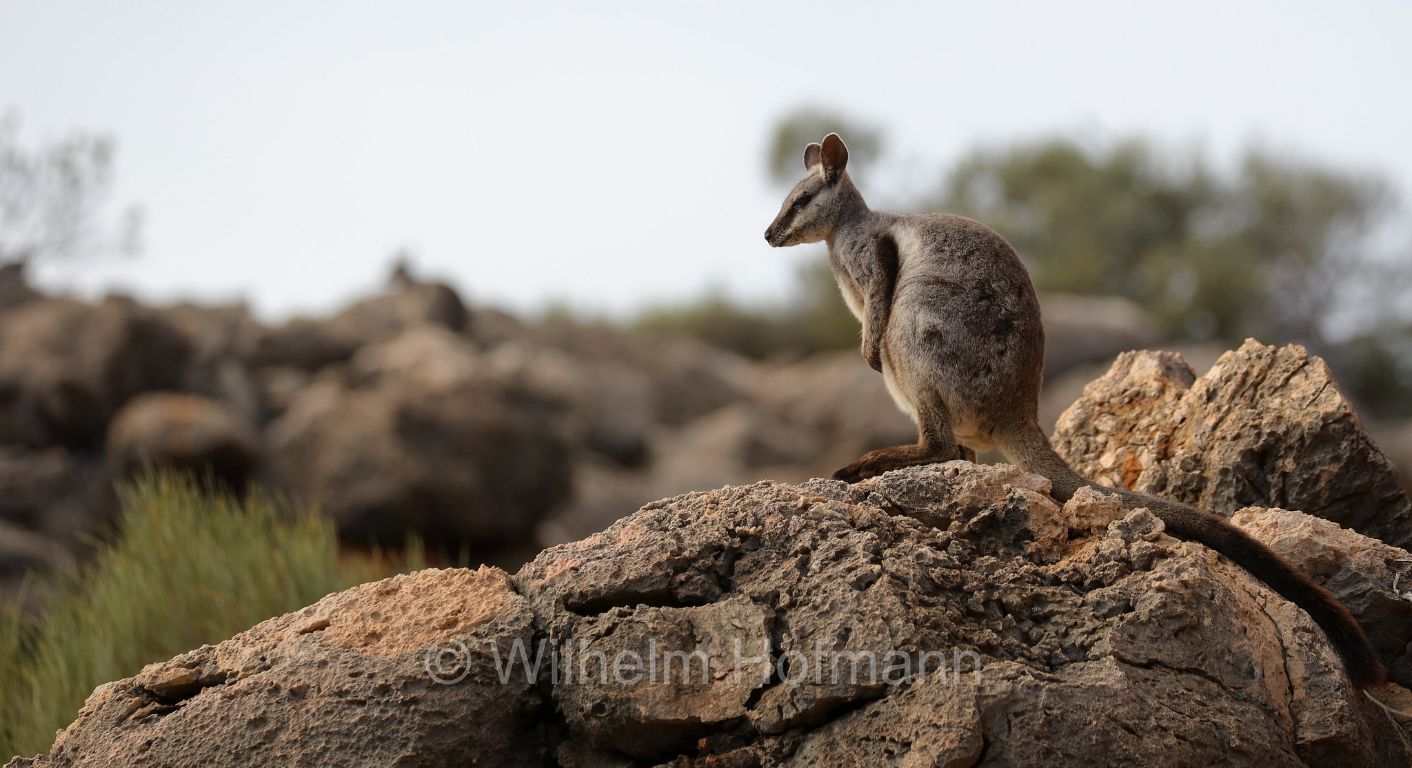 Petrogale lateralis, ﻿black-flanked rock-wallaby, black-footed rock-wallaby, warru, Schwarzpfoten-Felskänguru, wallaby delle rocce dai fianchi neri, wallaby delle rocce dai piedi neri, warru, Mandu Mandu Gorge, Cape Range National Park, Cape-Range-Nationalpark, Western Australia, Westaustralien, Australia Occidentale, Australia, Australien