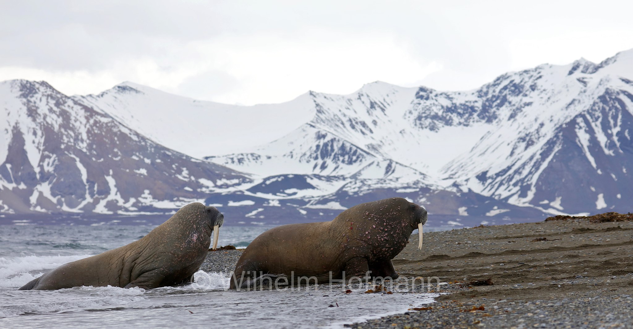 Odobenus rosmarus rosmarus, Atlantic walrus, Atlantisches Walross, tricheco dell'Atlantico, Forlandet National Park, Forlandet-Nationalpark, parco nazionale Forlandet, Prins Karls Forland, Prinz-Karl-Vorland, Svalbard, Spitzbergen, Norway, Norwegen, Norvegia