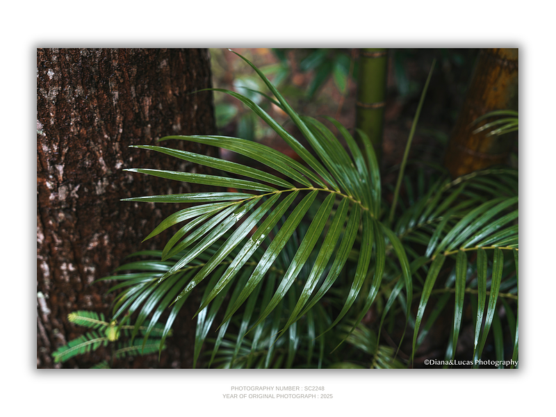 COLLECTION - GIANTS OF THE LAND HORIZONTAL - "Frond and Bark" - LIMITED COLLECTION 10 of 10