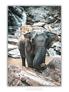 COLLECTION - GIANTS OF THE LAND VERTICAL - "The Coil" - LIMITED EDITION 9 of 10