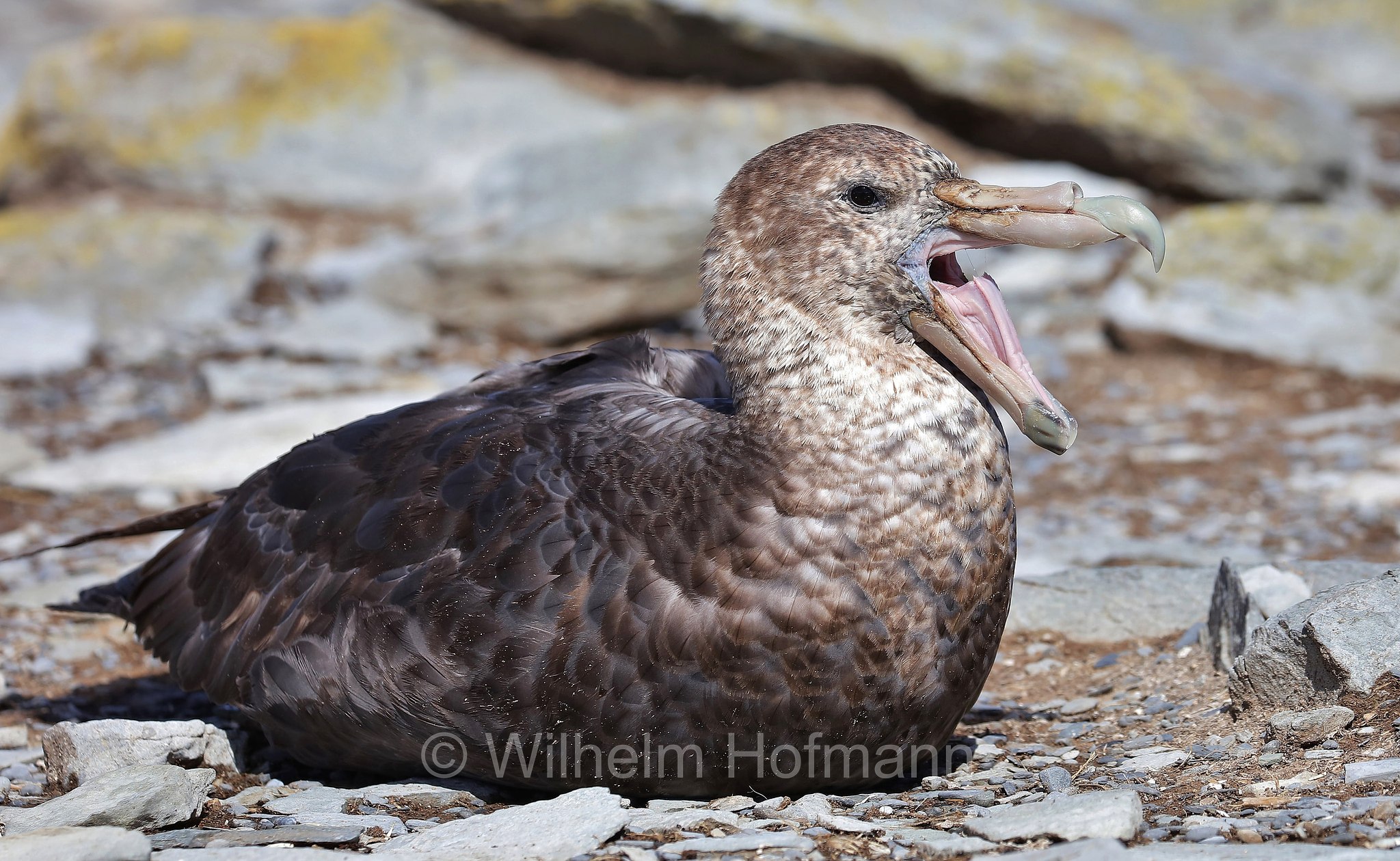 southern giant petrel, Antarctic giant petrel, giant fulmar, stinker, stinkpot, Riesensturmvogel, ossifraga del sud, Macronectes giganteus, Sealion Island, Sea Lion Island, Isla de los Leones Marinos, Falkland Islands, Falklandinseln, Isole Falkland
